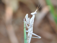 Apteromantis aptera