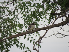 Halcyon chelicuti chelicuti