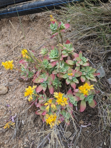 Image of Sedum palmeri by (c) Katarzyna Żarnowiec, some rights reserved (CC BY-SA)