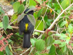 Phainoptila melanoxantha