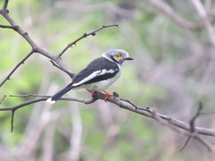 Prionops plumatus poliocephalus