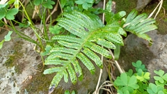 Polypodium macaronesicum azoricum
