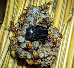 Oplostomus fuligineus