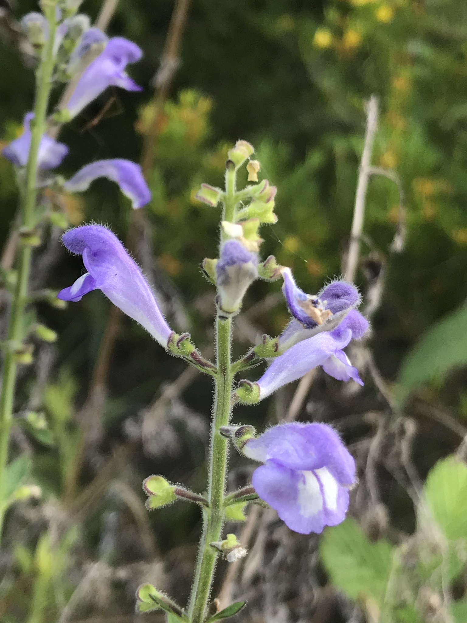 Scutellaria floridana