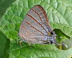 Hemiolaus caeculus