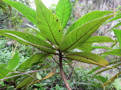 Rhytidophyllum
