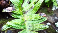 Polypodium macaronesicum azoricum