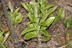 Kalanchoe lanceolata