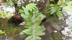 Polypodium macaronesicum azoricum