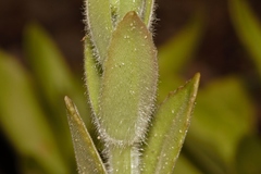 Kalanchoe lanceolata