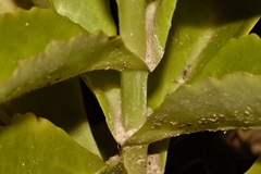 Kalanchoe lanceolata