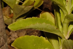 Kalanchoe lanceolata