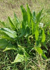 Arum hygrophilum