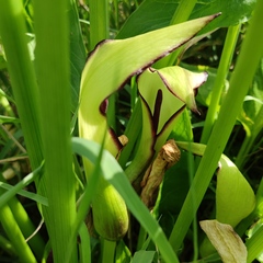 Arum hygrophilum