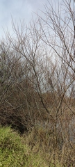 Salix acmophylla