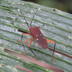 Leptoscelis quadrisignatus