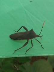 Anoplocnemis curvipes