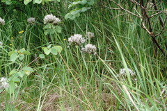 Allium cyrillii