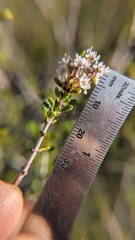 Ceanothus ophiochilus