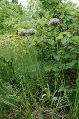 Allium cyrillii