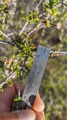 Ceanothus ophiochilus