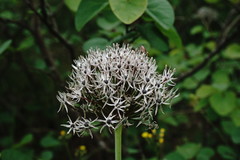Allium cyrillii