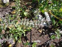 Nonea vesicaria