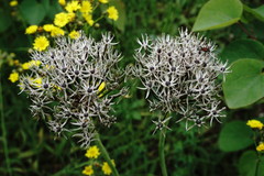 Allium cyrillii