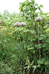 Allium cyrillii