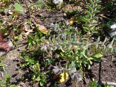 Nonea vesicaria