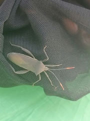 Anoplocnemis curvipes