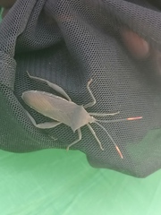 Anoplocnemis curvipes