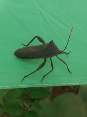 Anoplocnemis curvipes