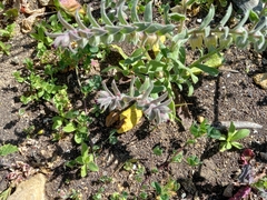 Nonea vesicaria