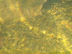 Etheostoma crossopterum