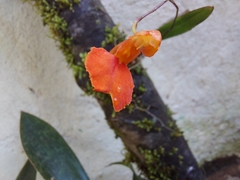 Comparettia coccinea
