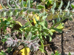 Nonea vesicaria