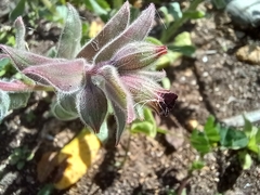 Nonea vesicaria