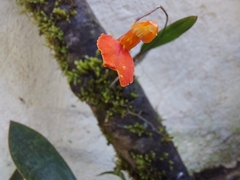 Comparettia coccinea