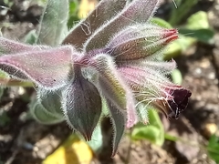 Nonea vesicaria