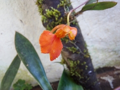 Comparettia coccinea