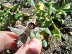 Nonea vesicaria