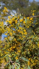 Berberis nevinii