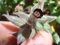Nonea vesicaria