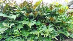 Polypodium macaronesicum azoricum