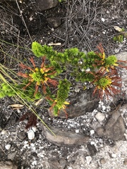 Erica coccinea