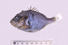 Ostracoberyx paxtoni