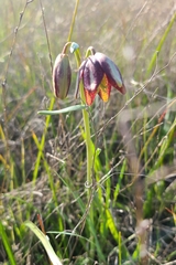Fritillaria biflora ineziana