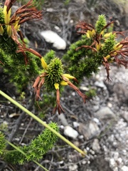 Erica coccinea