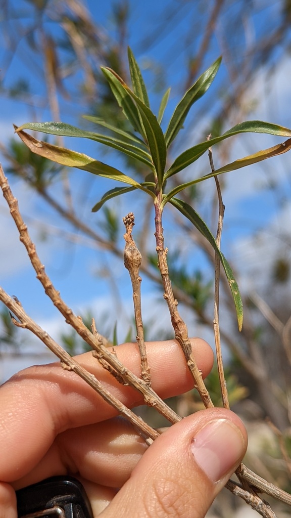 Tephritis baccharis